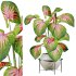 potted plant - Thumbnail 1