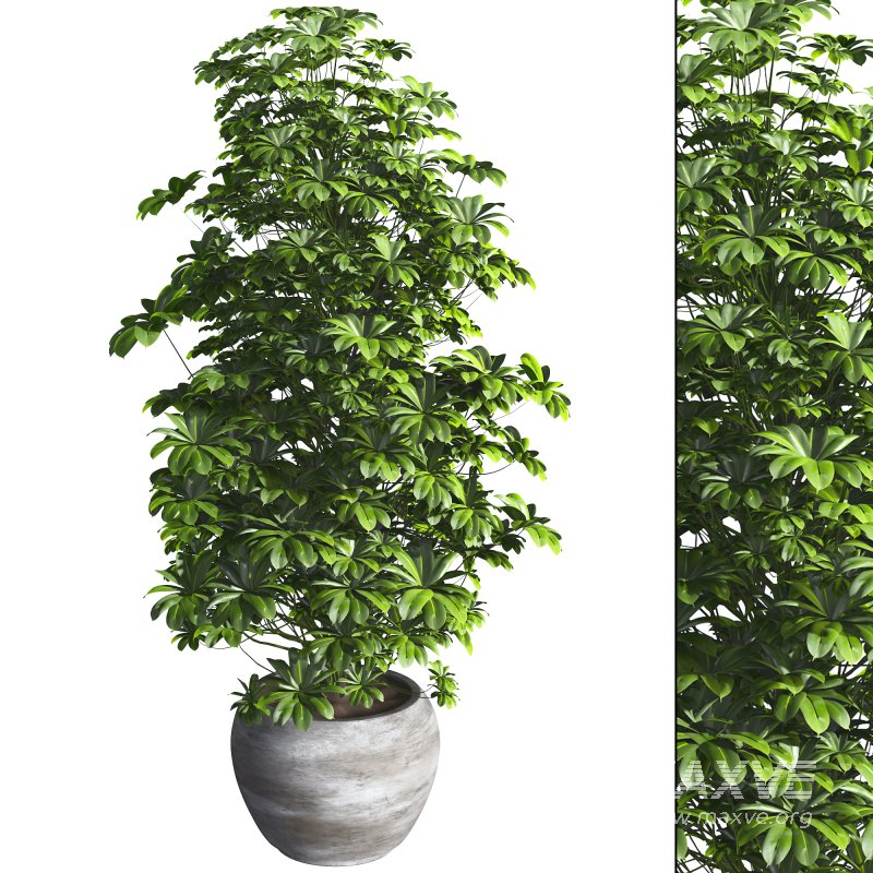 Indoor Plant 011 - Image 1