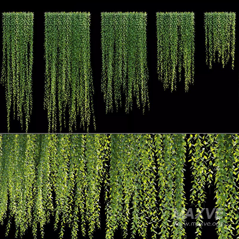 Vernonia Elliptica – Curtain creeper - Image 1