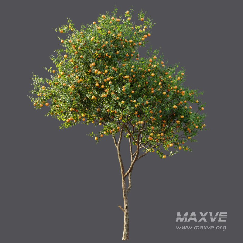 AV Fruit Trees Malus Pumila Apple Yellow and Citrus Sinensis Orange Arancio - Image 6