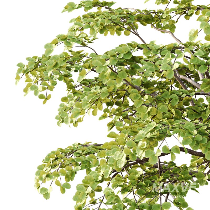 Different Trees 40 - Image 5