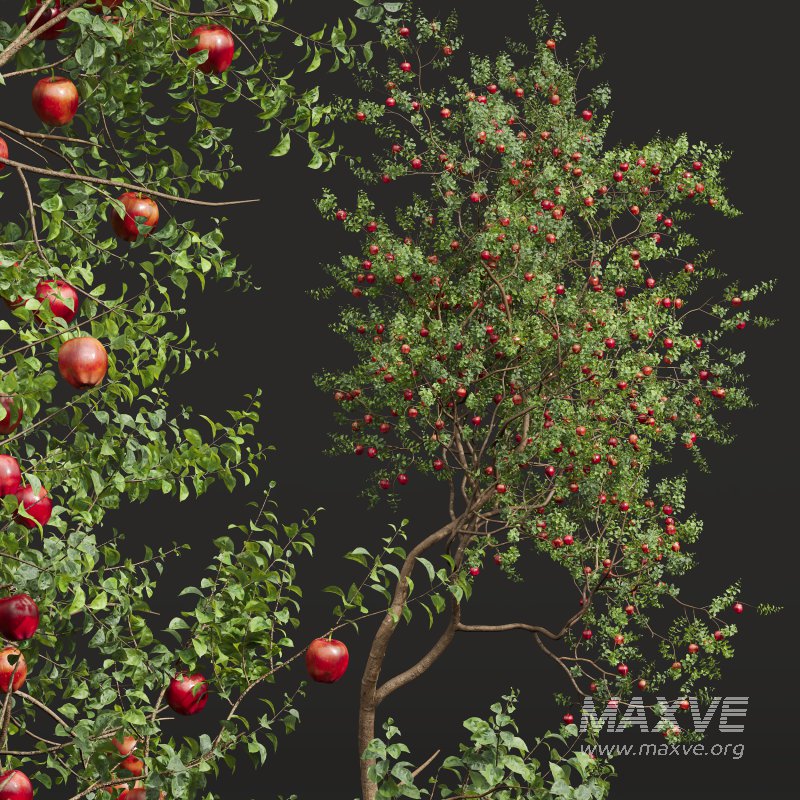AV Fruit Trees Diospyros Kaki Persimmon and Malus Pumila Apple Red - Image 3