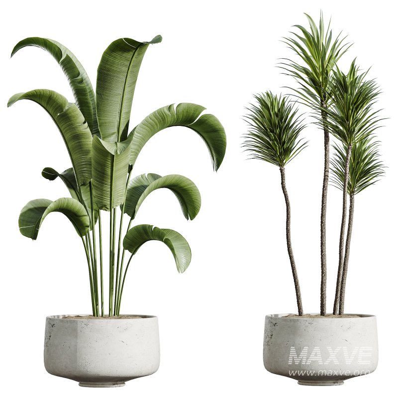 ntal but also grounded in heritage: the olive tree—native to southern Europe and symbolic of peace—brings timeless charm, while the banana and yucca infuse subtropical dynamism. The included Ficus species are prized for indoor air purification and their graceful, branching architecture. - Image 3