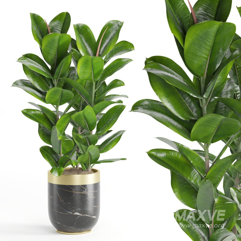 Indoor Plant Rubber Ficus - Image 4