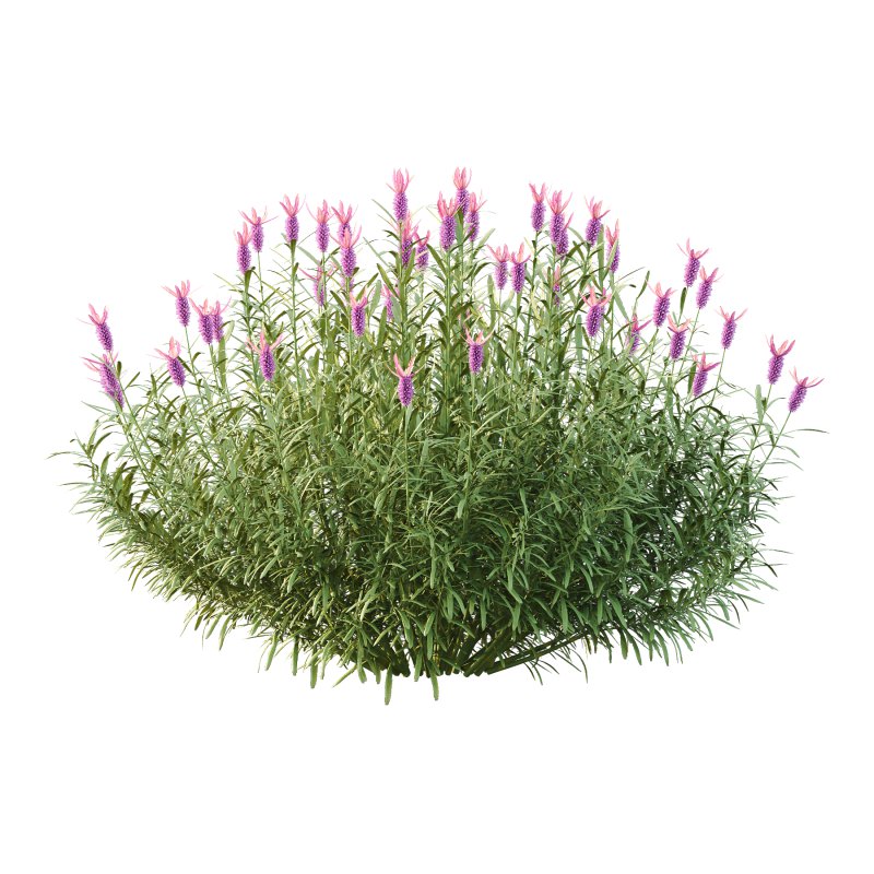 plant bush Flower Lavandula Stoechas 03 - Image 1