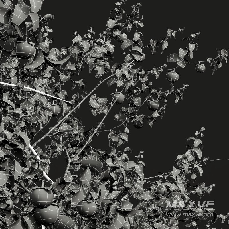 AV Fruit Trees Diospyros Kaki Persimmon and Malus Pumila Apple Red - Image 12