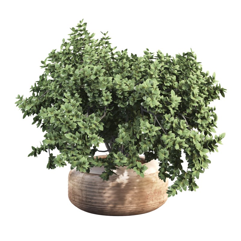 Outdoor Bush Collection in Pot 08 - Image 4