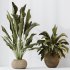 AV Indoor Plants Set 285 Ravenala Banana Strelitzia Nicolai Bird Of Paradise Set - Thumbnail 7