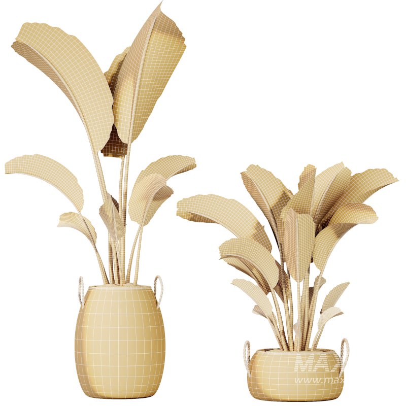 AV Indoor Plants Set 285 Ravenala Banana Strelitzia Nicolai Bird Of Paradise Set - Image 9