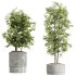 AV Indoor Plants Set 307 Mission Olive and Japandi Ficus Dracaena Marginata - Thumbnail 5