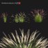 Pennisetum setaceum_01 - Thumbnail 1