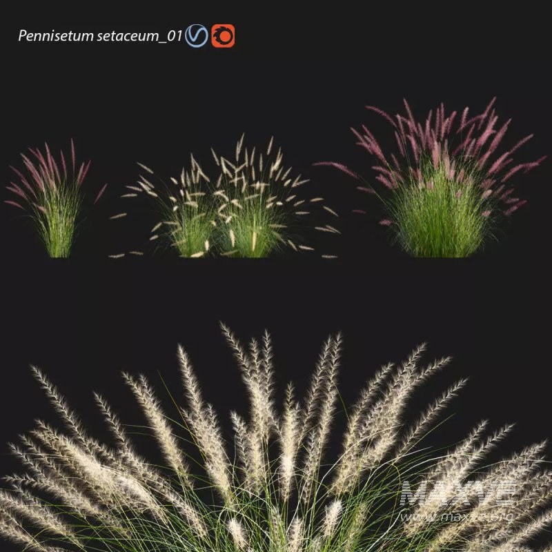 Pennisetum setaceum_01 - Image 1