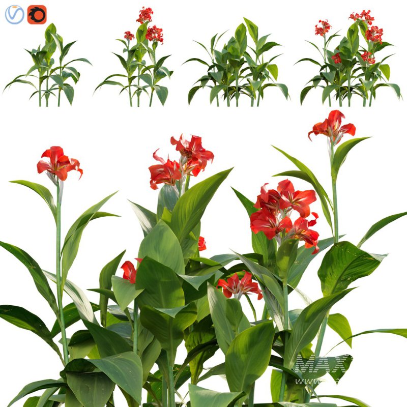 Canna – canna lily-01 - Image 1