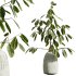 AV Indoor Plants Set 299 Japandi Ficus Dracaena Marginata and Mission Arbequina Olive - Thumbnail 9