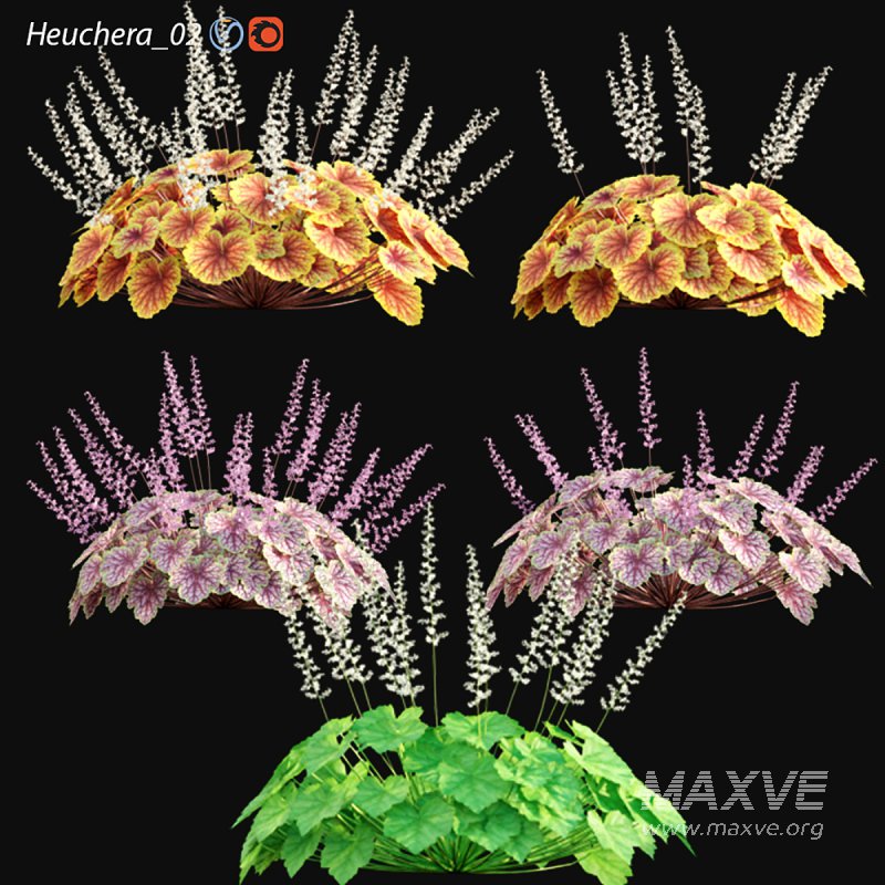 Heuchera – Coral Bells 02 - Image 1