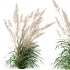 ntal grasses: Cortaderia Selloana (Pampas Grass) and Nassella Tenuissima (Mexican Feather Grass). With their graceful, airy plumes and gently arched green blades, these models are ideal for naturalistic landscapes, boho gardens, wild gardens, or accent planting. - Thumbnail 7