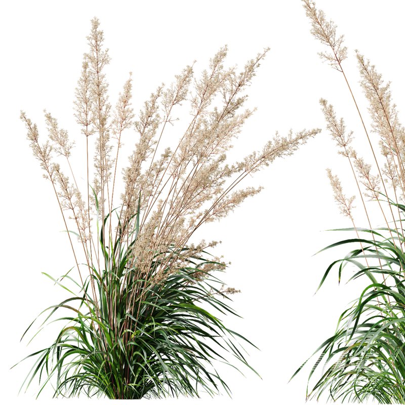 ntal grasses: Cortaderia Selloana (Pampas Grass) and Nassella Tenuissima (Mexican Feather Grass). With their graceful, airy plumes and gently arched green blades, these models are ideal for naturalistic landscapes, boho gardens, wild gardens, or accent planting. - Image 7
