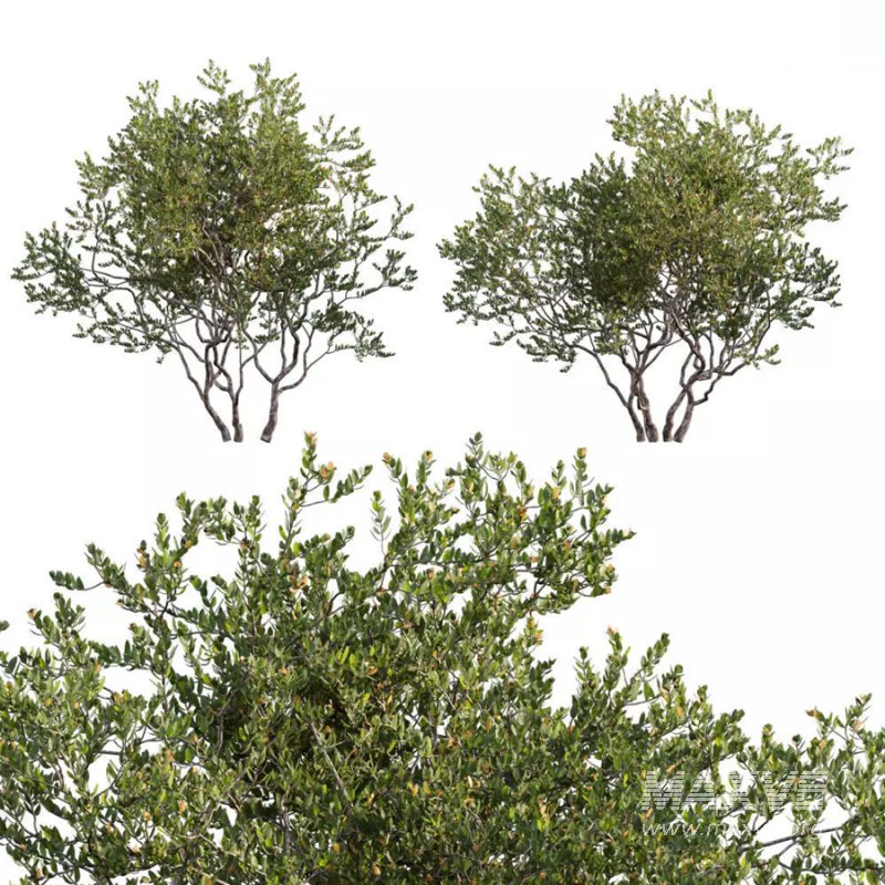 Diospyros ferrea_01 - Image 1