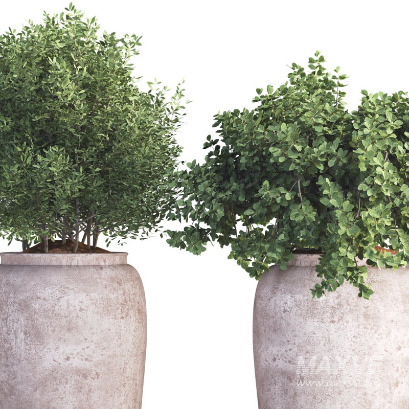 Outdoor Plant 010 - Image 5