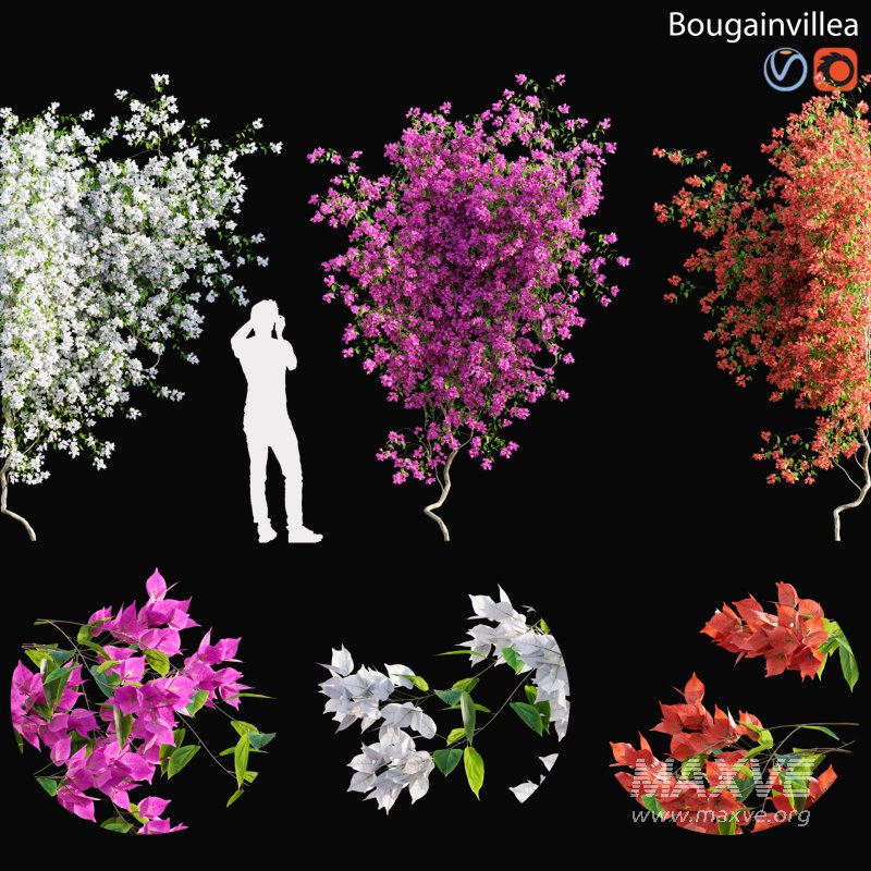 Bougainvillea – 02 - Image 1