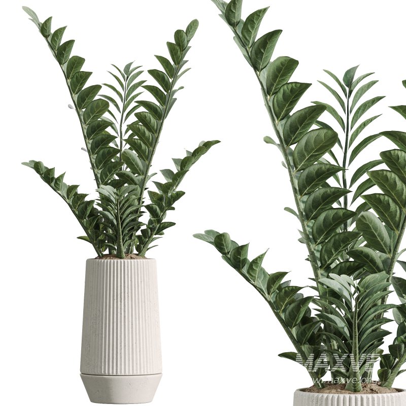 AV Indoor Plants Set 301 Zamiifolia and Schefflera Umbrella and Ficus Microcarpa - Image 1