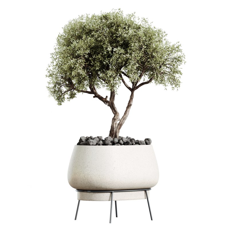 AV Indoor Plants Set 302 Mission Kalamata Leccino Arbequina Wilsonii olive - Image 1