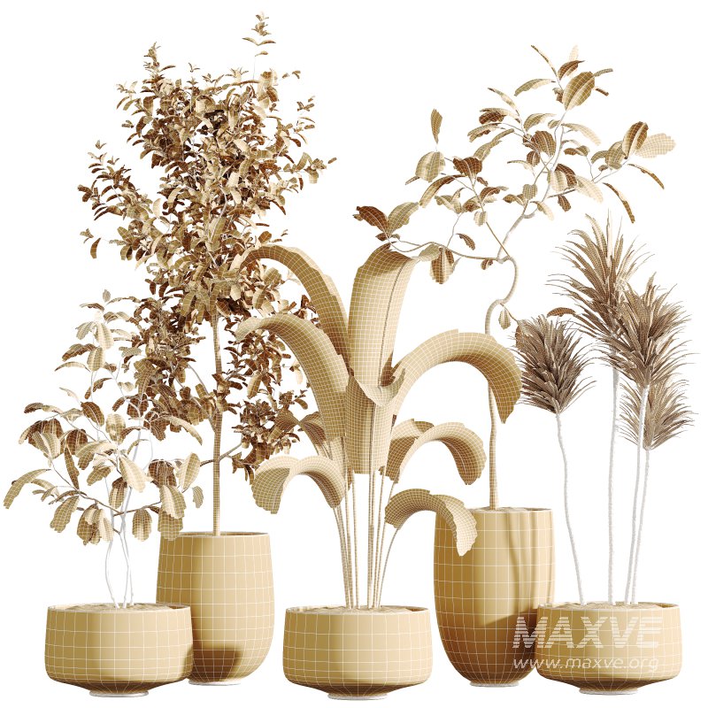 ntal but also grounded in heritage: the olive tree—native to southern Europe and symbolic of peace—brings timeless charm, while the banana and yucca infuse subtropical dynamism. The included Ficus species are prized for indoor air purification and their graceful, branching architecture. - Image 5