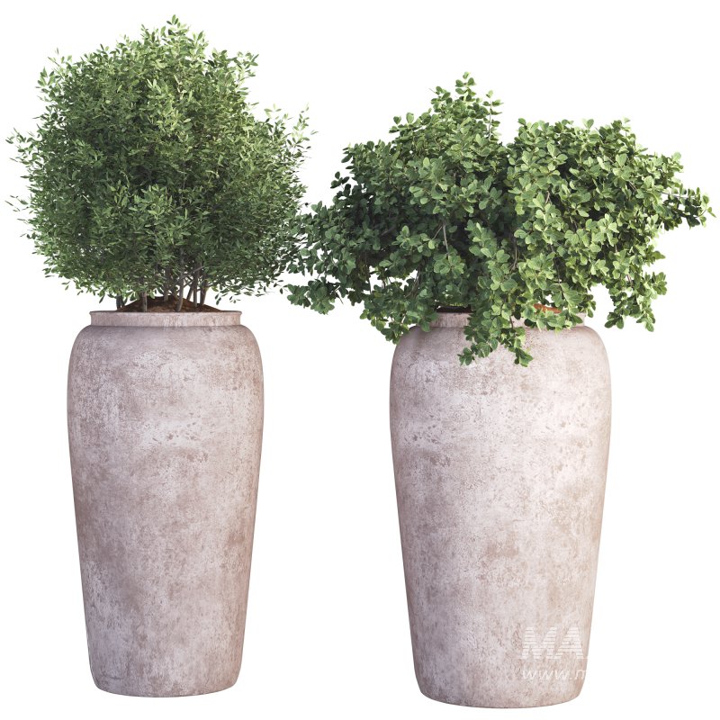 Outdoor Plant 010 - Image 1