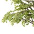fagus sylvatica tree 12 - Thumbnail 3