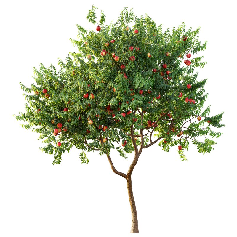 ntal charm. - Image 3