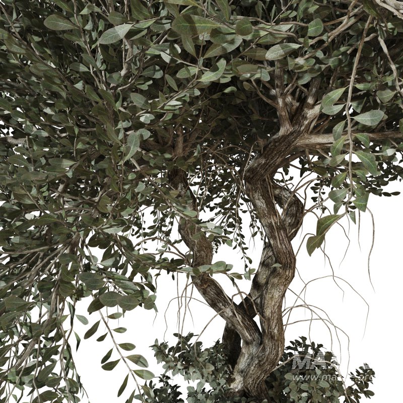 Decorative Indoor Plant and Ivy Branches in Pot - Image 4