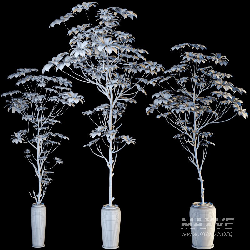 indoor plant 010 - Image 6