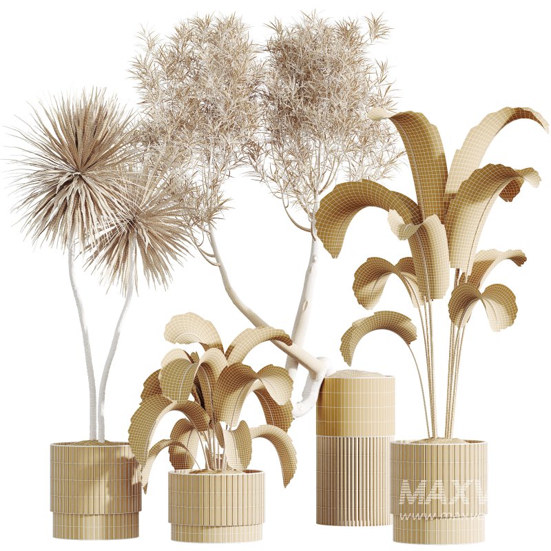 AV Indoor Plants Set 284 Banana Nicolai Yucca Palm Ficus Marginata - Image 10