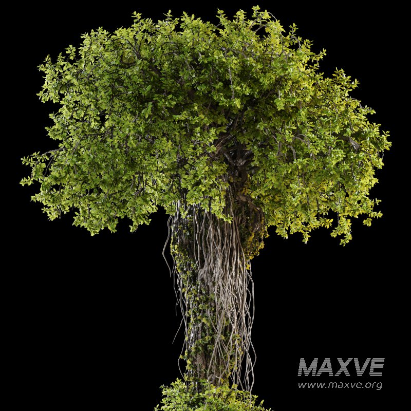 Ivy Branches in Cement Pot - Image 5