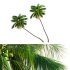 Cocos nucifera – Coconut 01 - Thumbnail 1