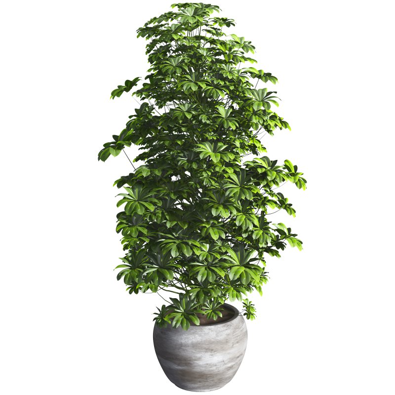 Indoor Plant 011 - Image 2