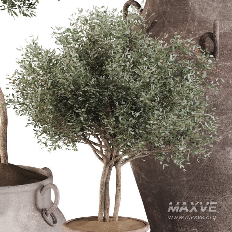 Outdoor Tree Collection in Pot 02 - Image 7
