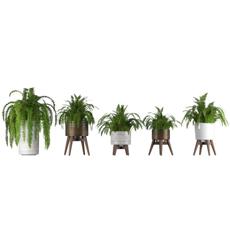 Fern Plant Set - Image 2