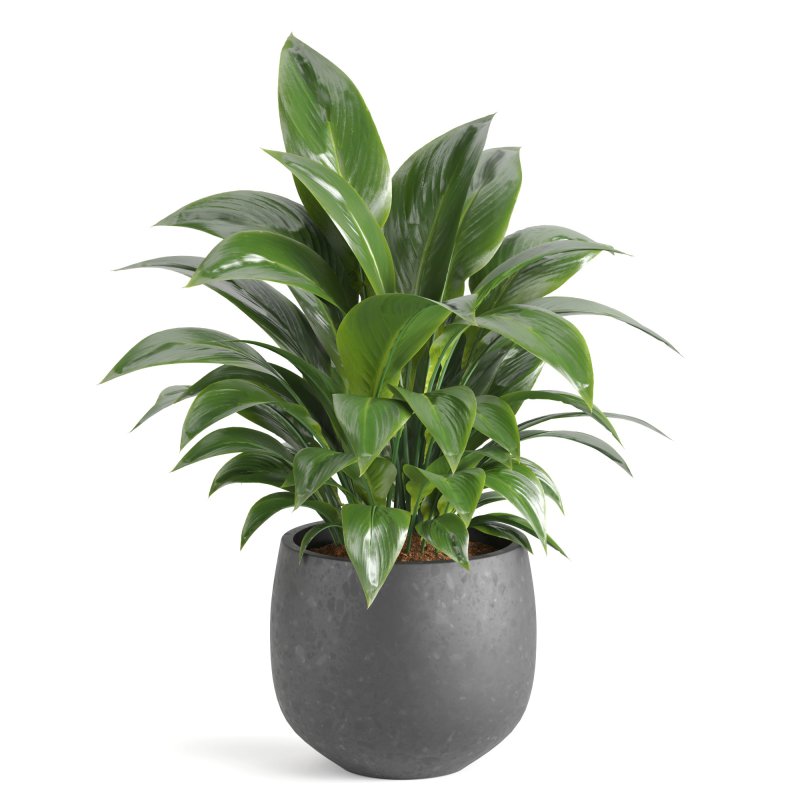 Indoor Plant and Fountains - Image 1