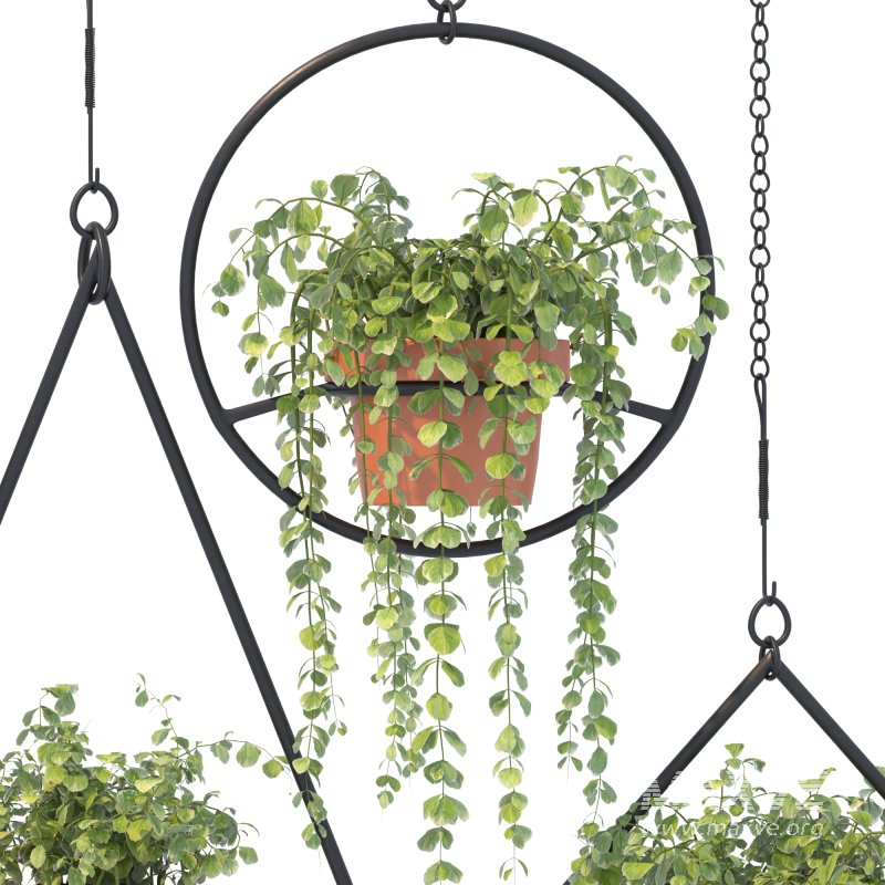 Boho Hanging Plants 03 - Image 2
