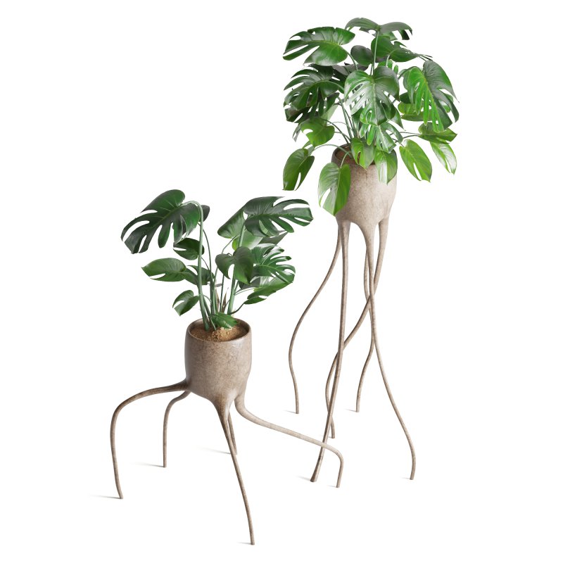 Indoor Plant Monstera in Weird constructed haphazard roots Pot - Image 5