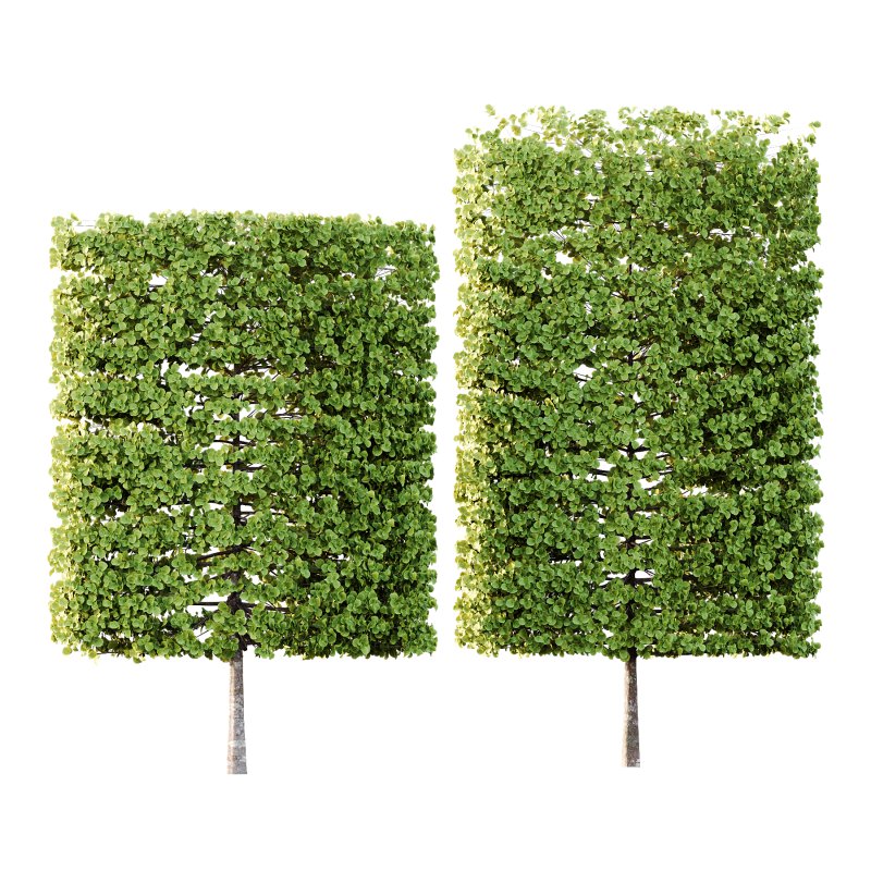 fagus sylvatica tree 18 - Image 4