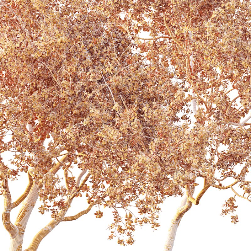 AV Fruit Trees Pear Pyrus Communis Red and Armeniaca Vulgaris Prunus - Image 9