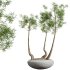 AV Indoor Plants Set 306 Japandi Decorative Minimalism Ficus Dracaena Marginata - Thumbnail 4