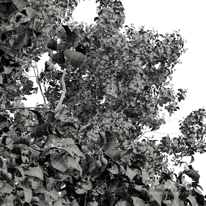 ntal and culinary value. - Image 12