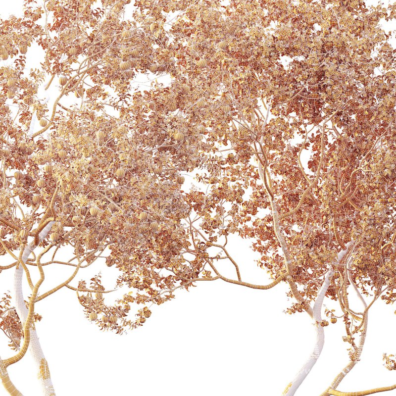 AV Fruit Trees Diospyros Kaki Persimmon and Malus Pumila Apple Green - Image 13