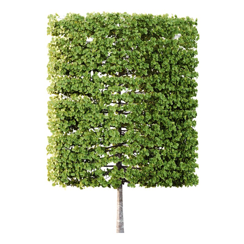 fagus sylvatica tree 18 - Image 3