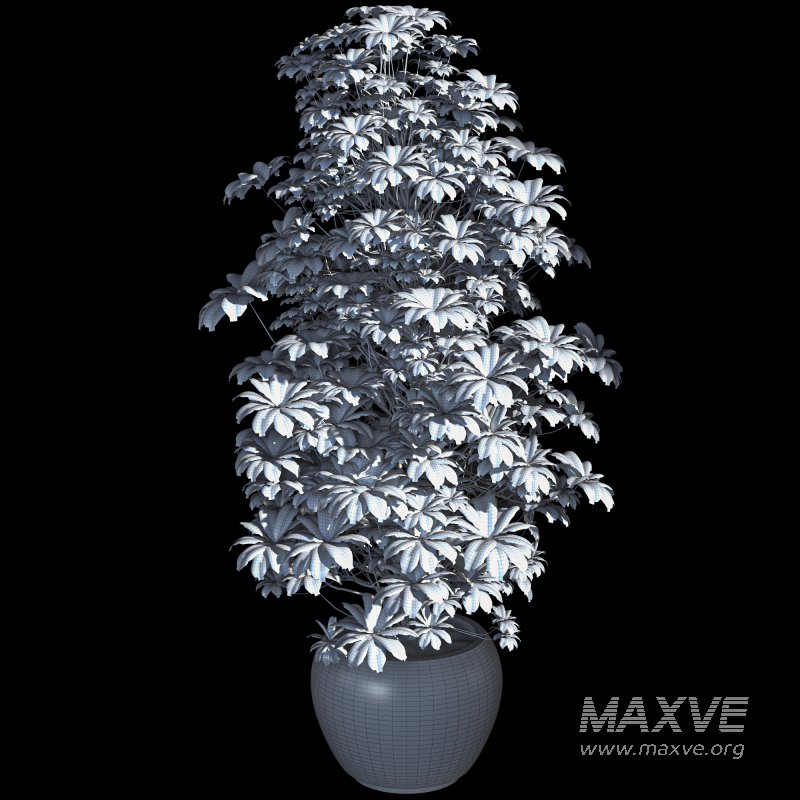 Indoor Plant 011 - Image 6