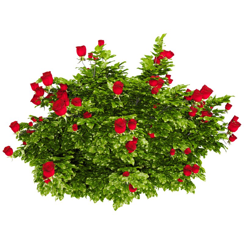 Rose Plant Set 015 - Image 2