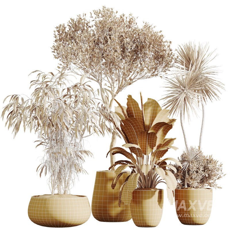 AV Indoor Plants Set 285 Ficus Marginata Olive Yucca Rostrata Palm Abidjan - Image 6